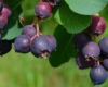 Loveberry