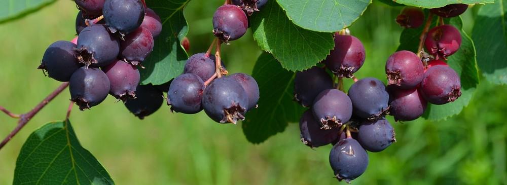 Loveberry