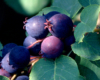 Loveberry3