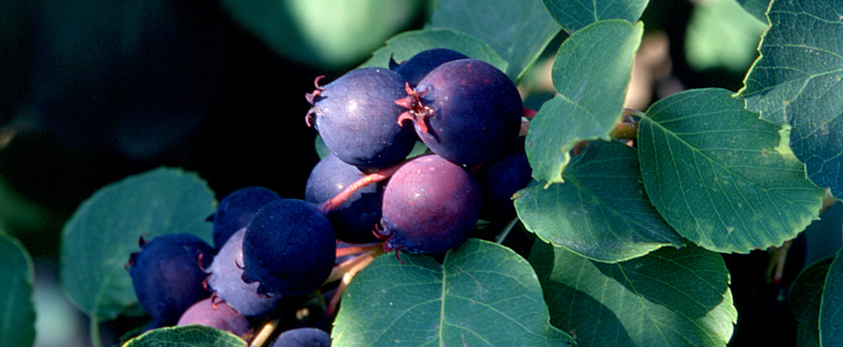 Loveberry3